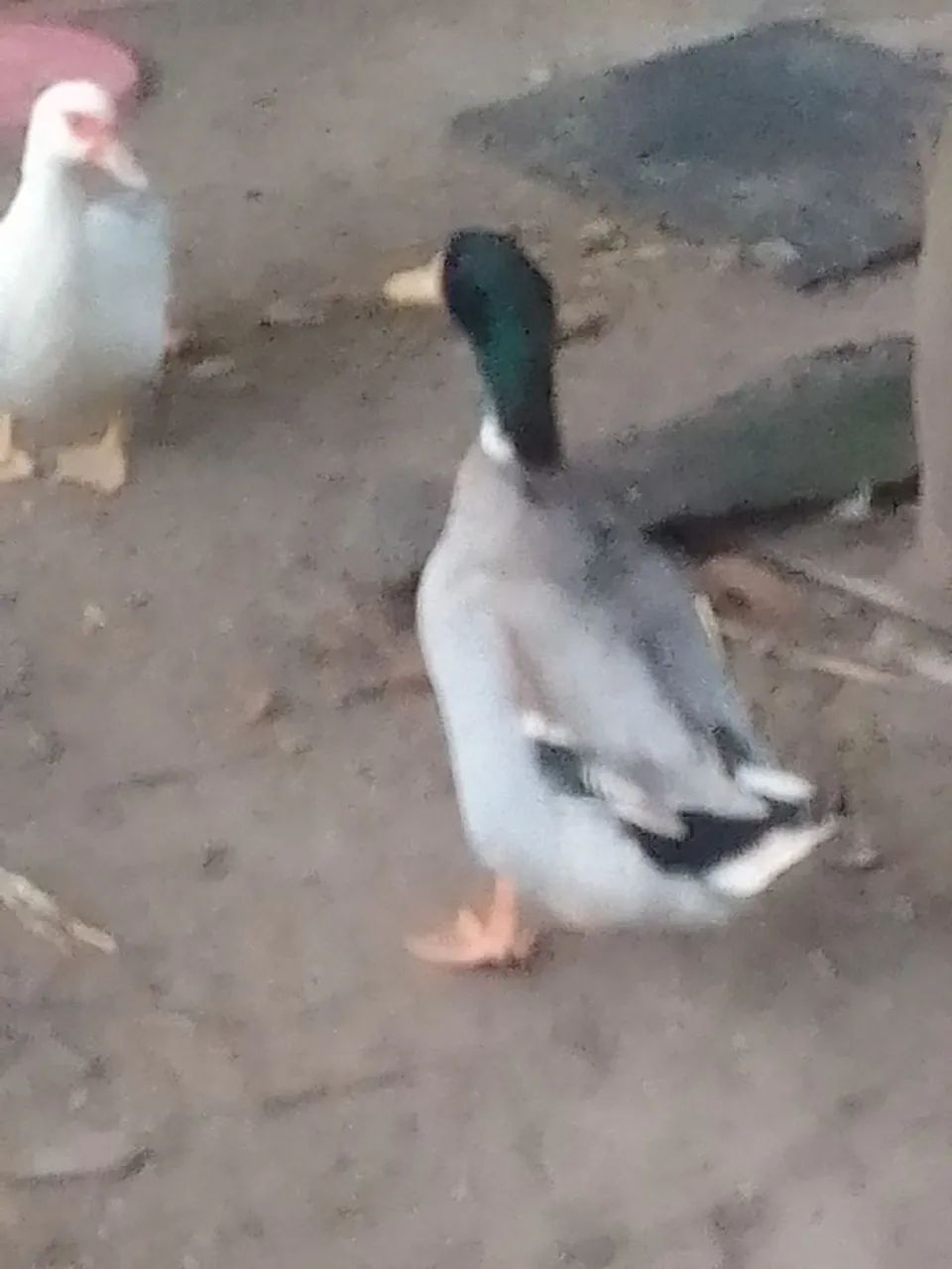 Marrecos