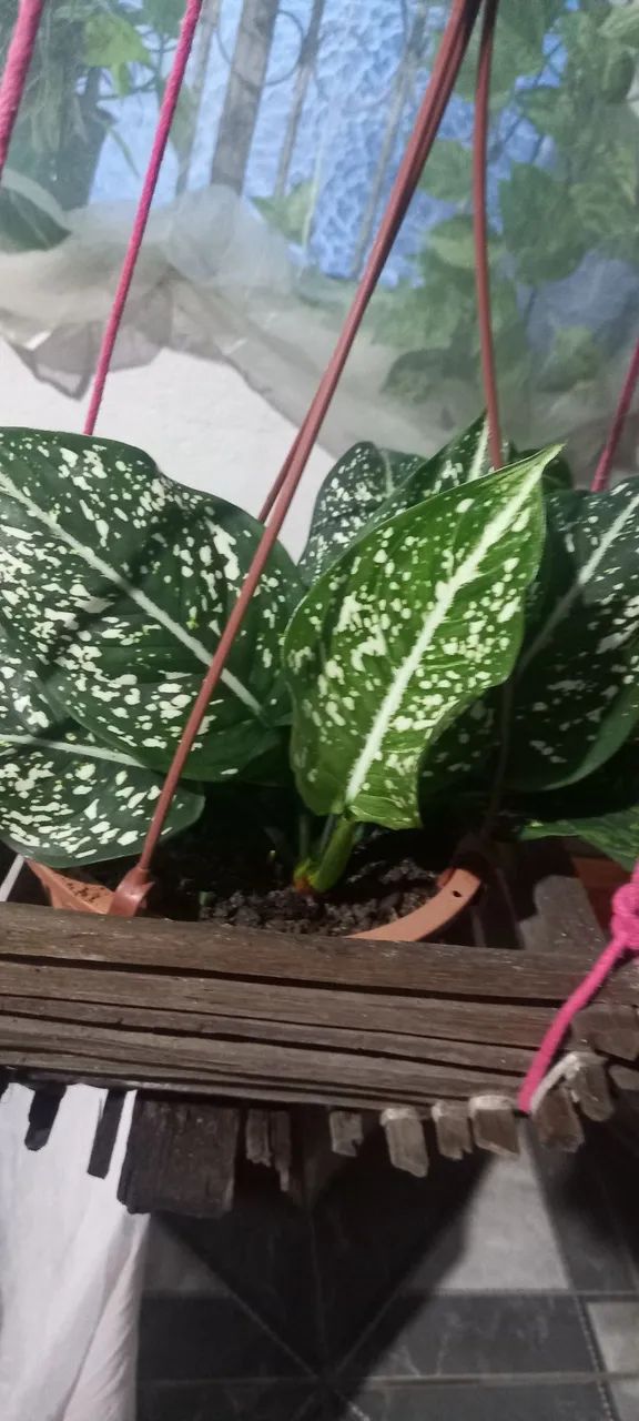 Vasos&Plants  - Foto 4