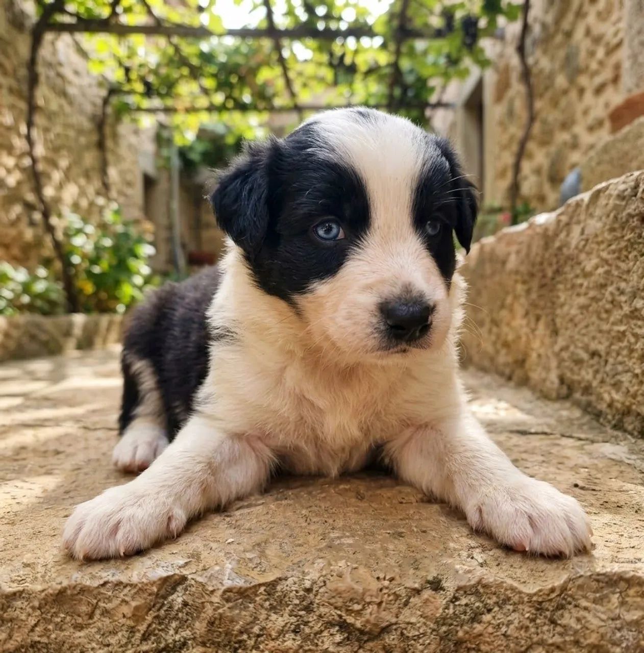 Filhotes de Border Collie Puros - Foto 4