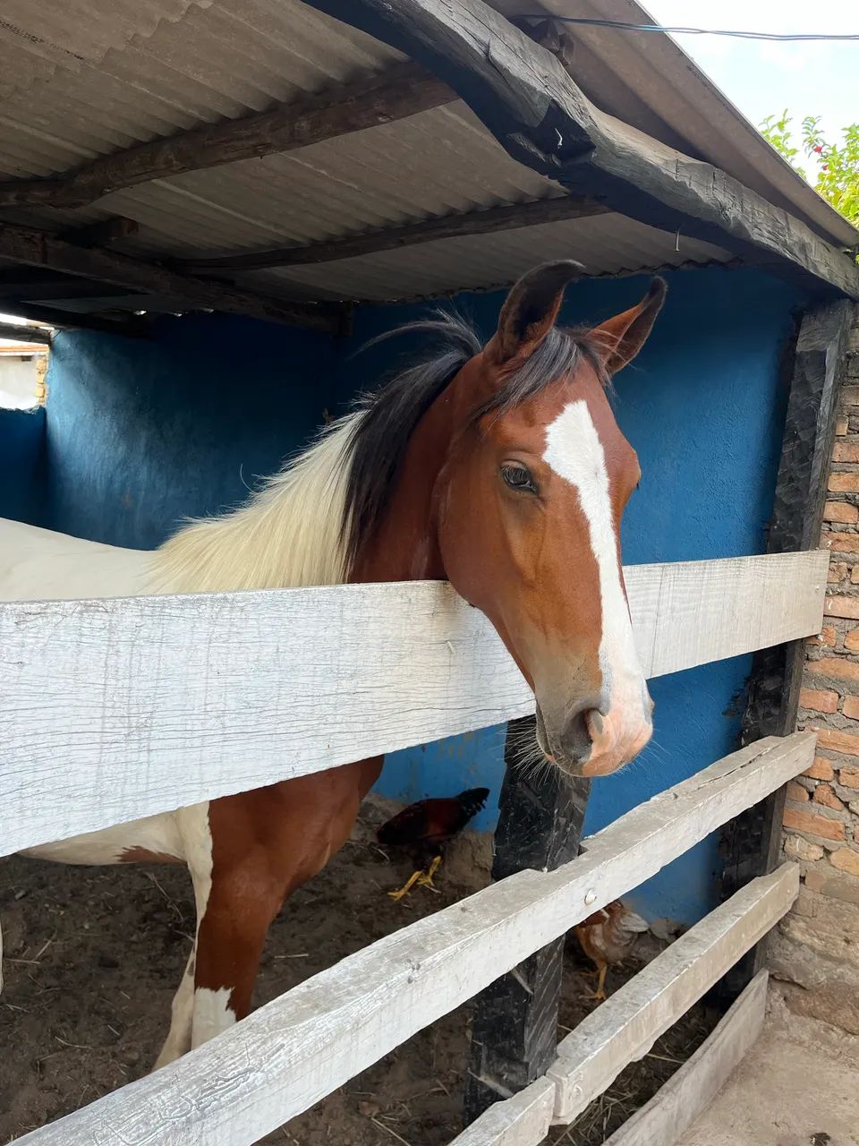 Potro Mangalarga 1 ano e 1 mês  - Foto 4