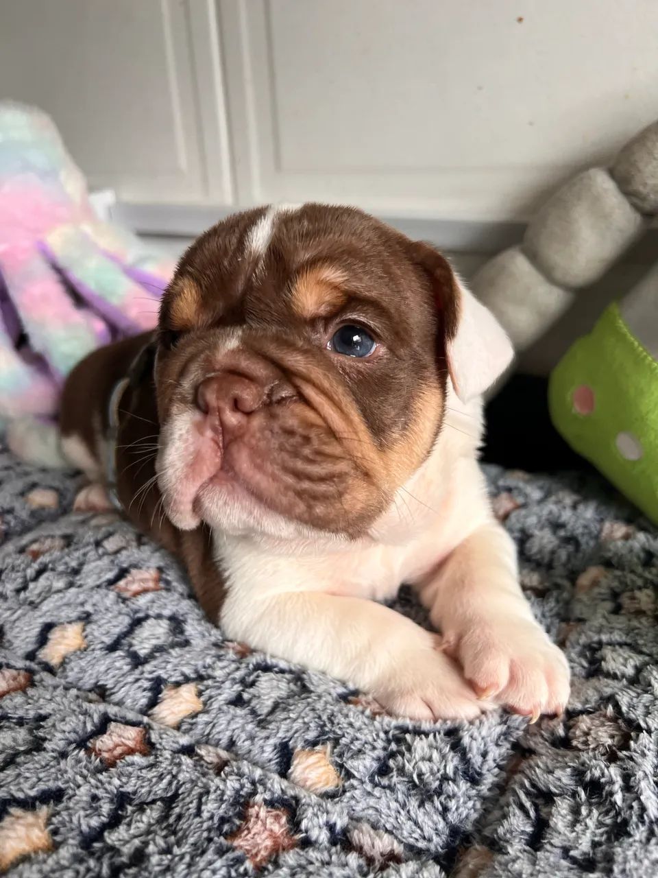 Bulldog inglês  - Foto 2