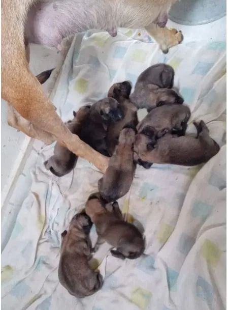 FILHOTES PASTOR MALINOIS