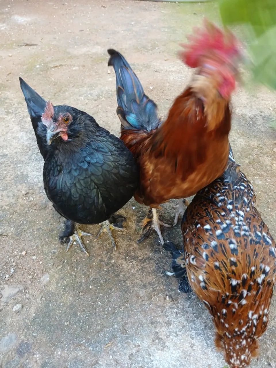 MINI GARNIZÉ - Foto 2