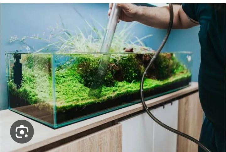 Limpeza de aquário - Foto 2