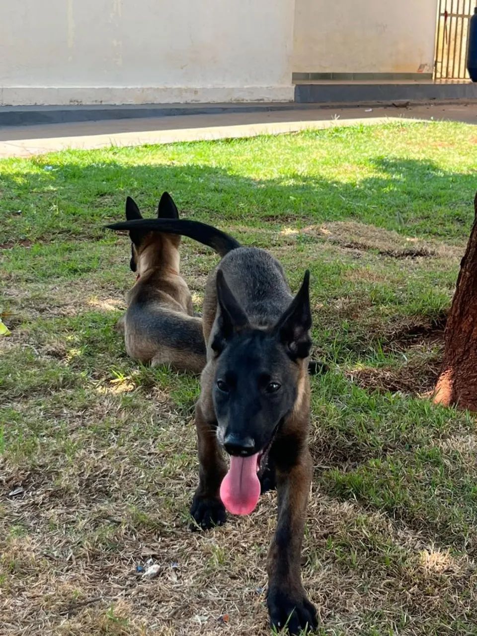 Pastor Belga Malinois - Foto 5