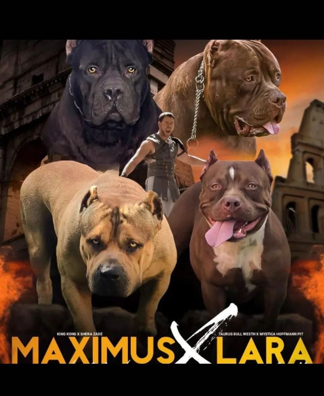 Pit Monster Disponível para Cobertura - Cachorros - Nossa Senhora