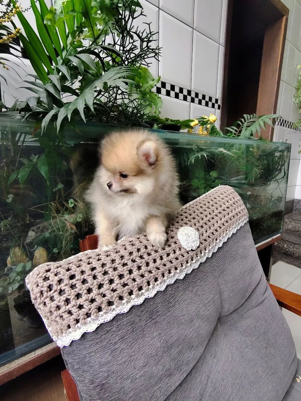 Macho Spitz  - Foto 2