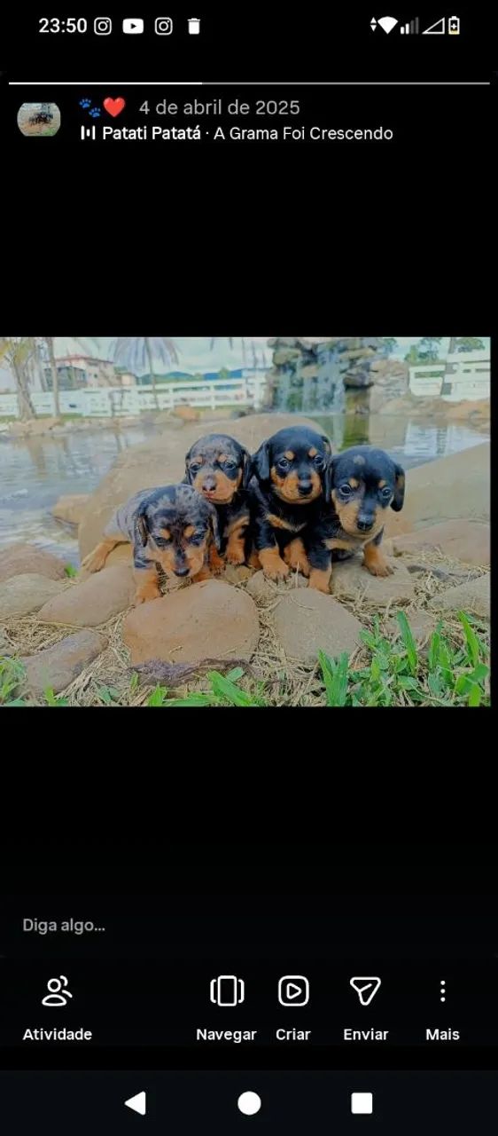 Macho daschshund 