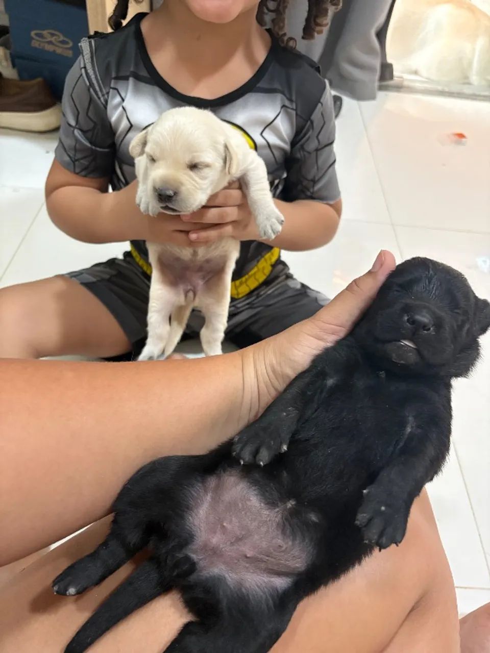 Filhote de labrador puro - Foto 3
