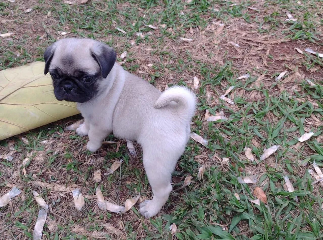 Filhotes Pug - Foto 5