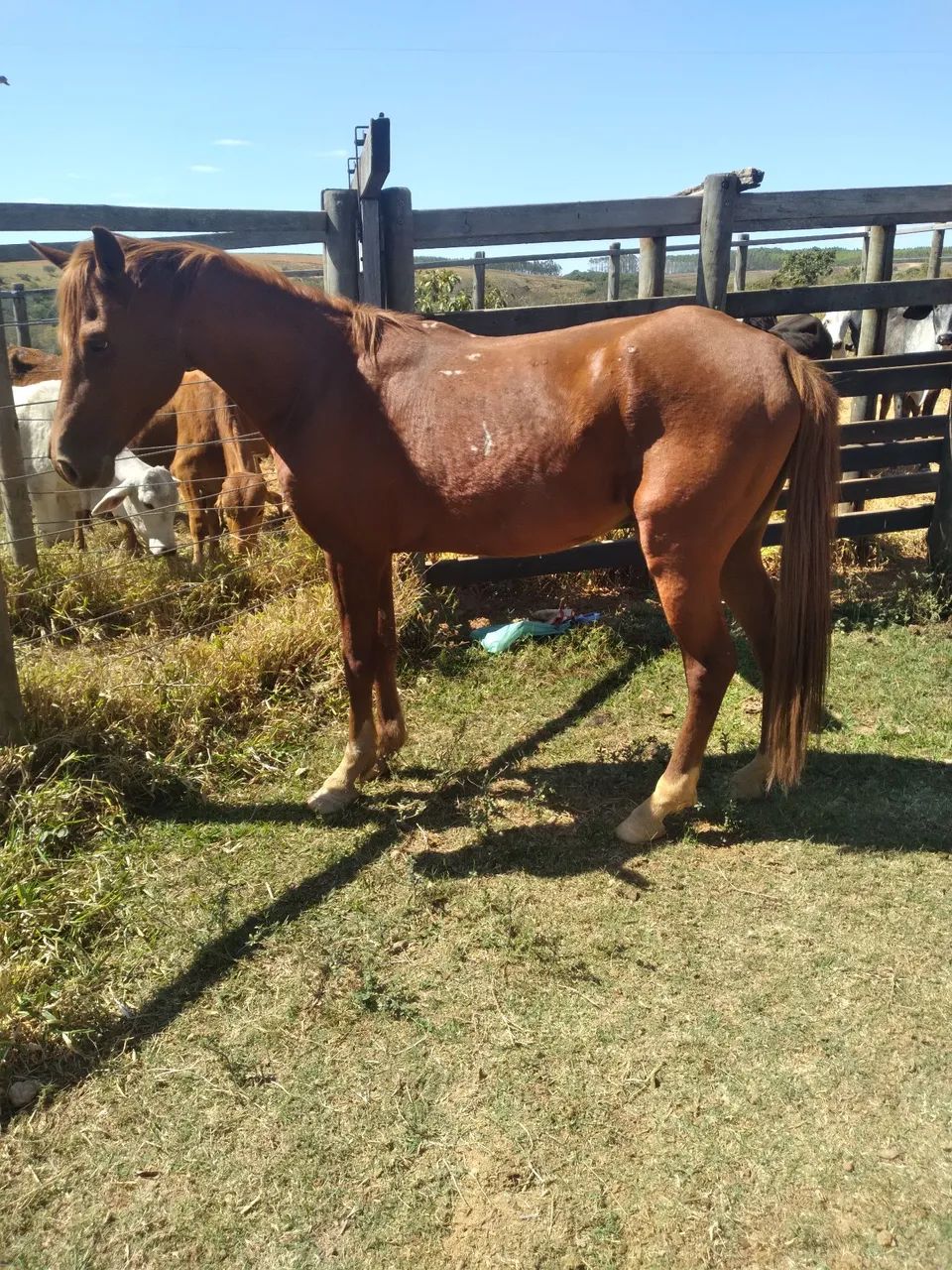 Cavalo 1/2  Sangue Harabe. - Foto 4