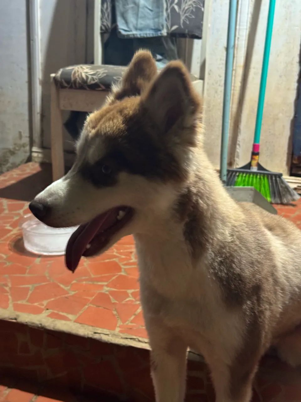 Husky filhote fêmea ( valor negociável ) - Foto 2