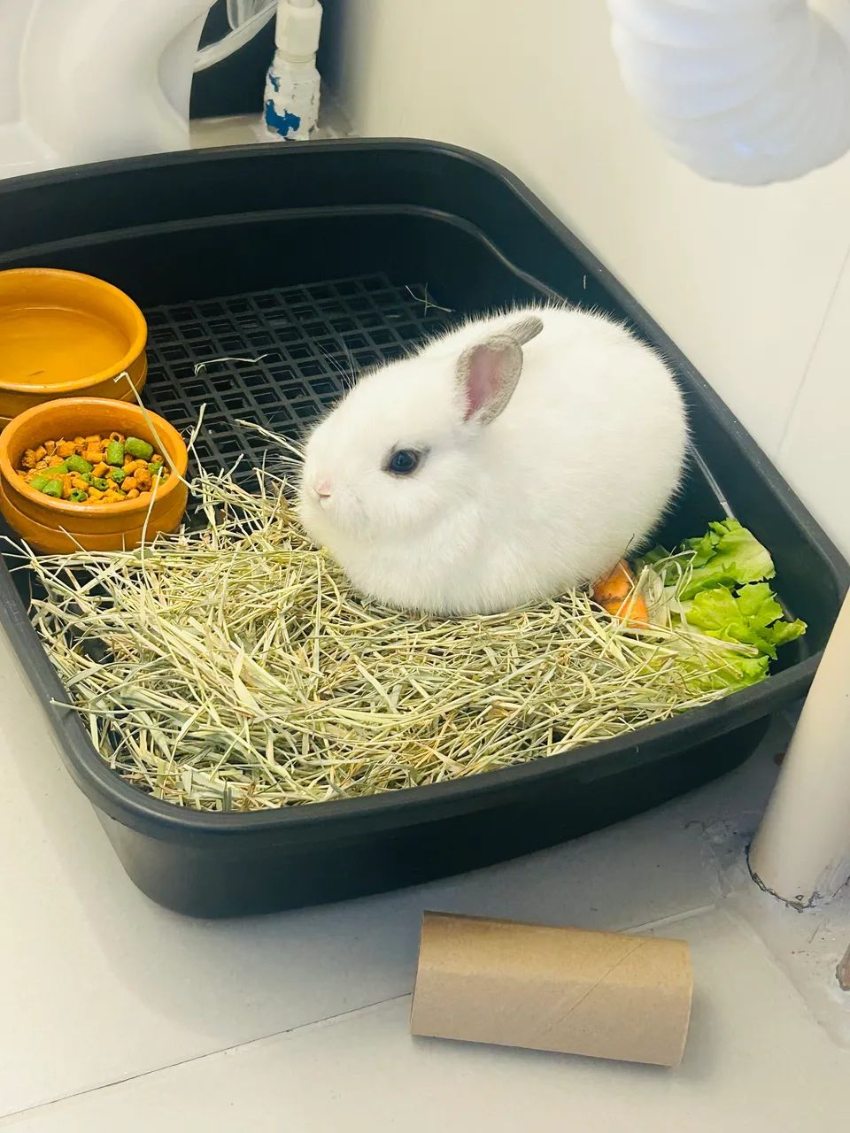 Vendo coelho anão netherland dwarf 