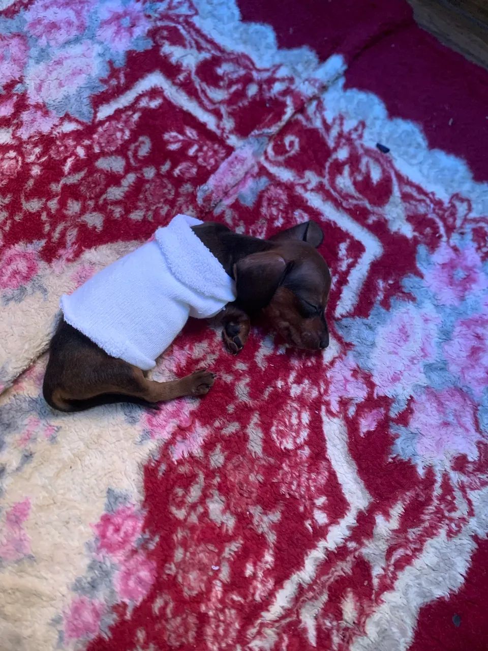 Vendo esse cachorro 