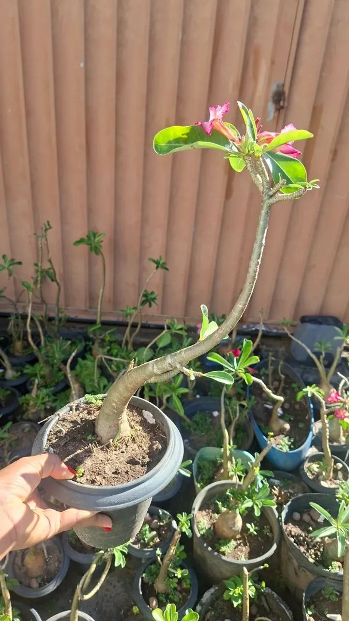 Lindas Rosas do deserto  - Foto 3