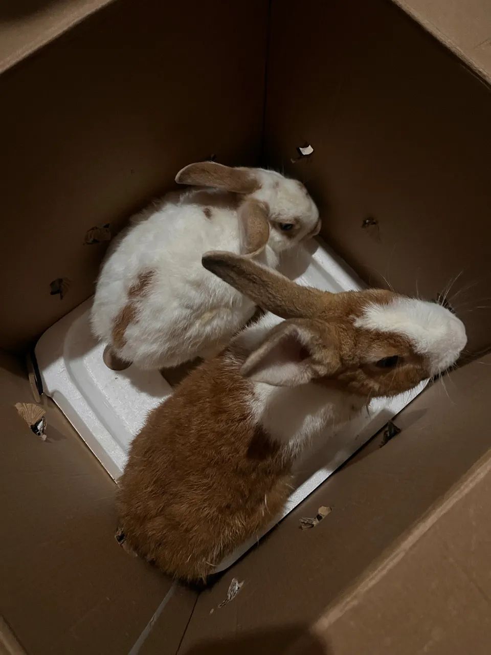 Casal de coelhos  - Foto 2