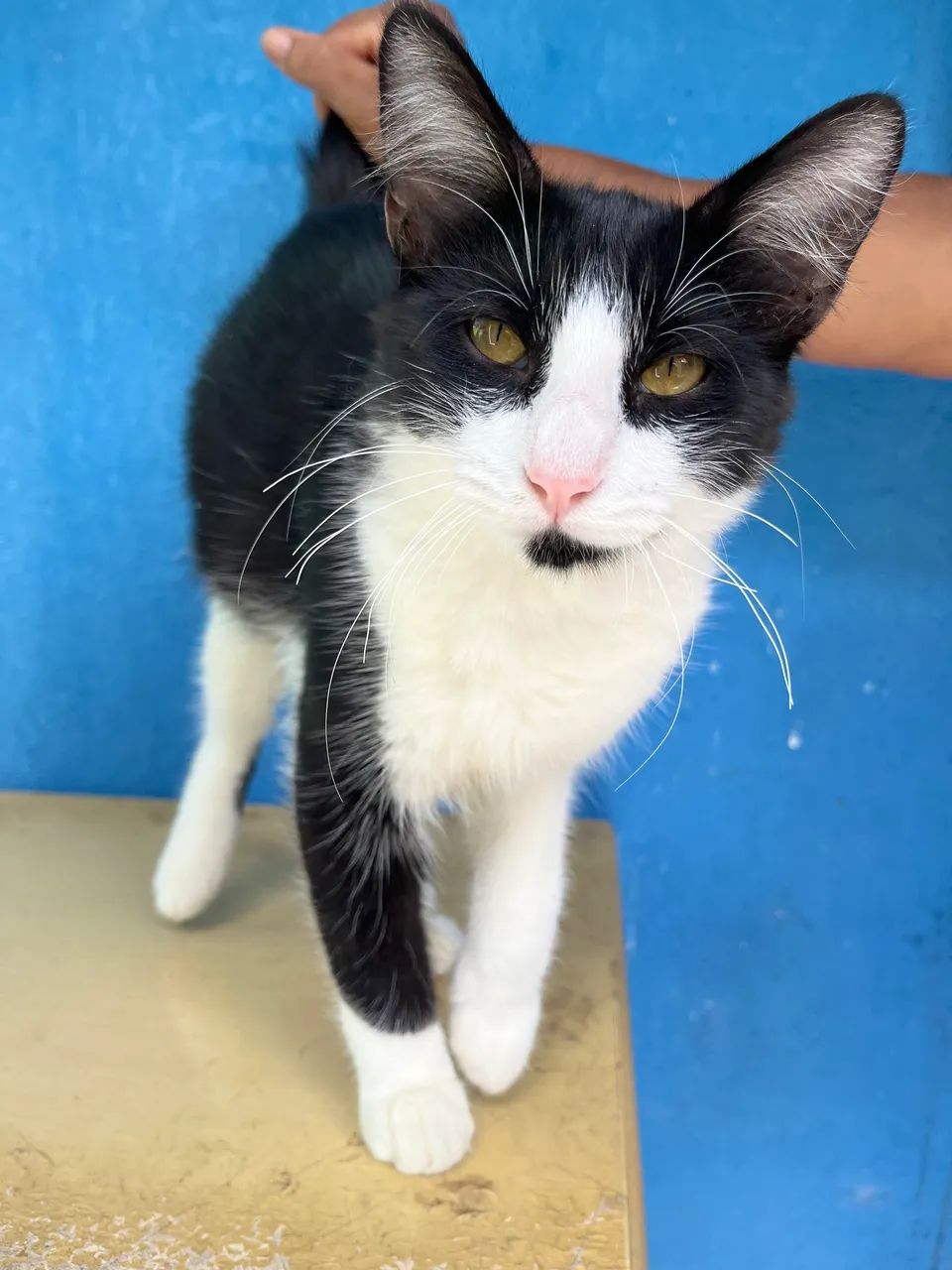 DOAÇÃO DE GATOS - Foto 2