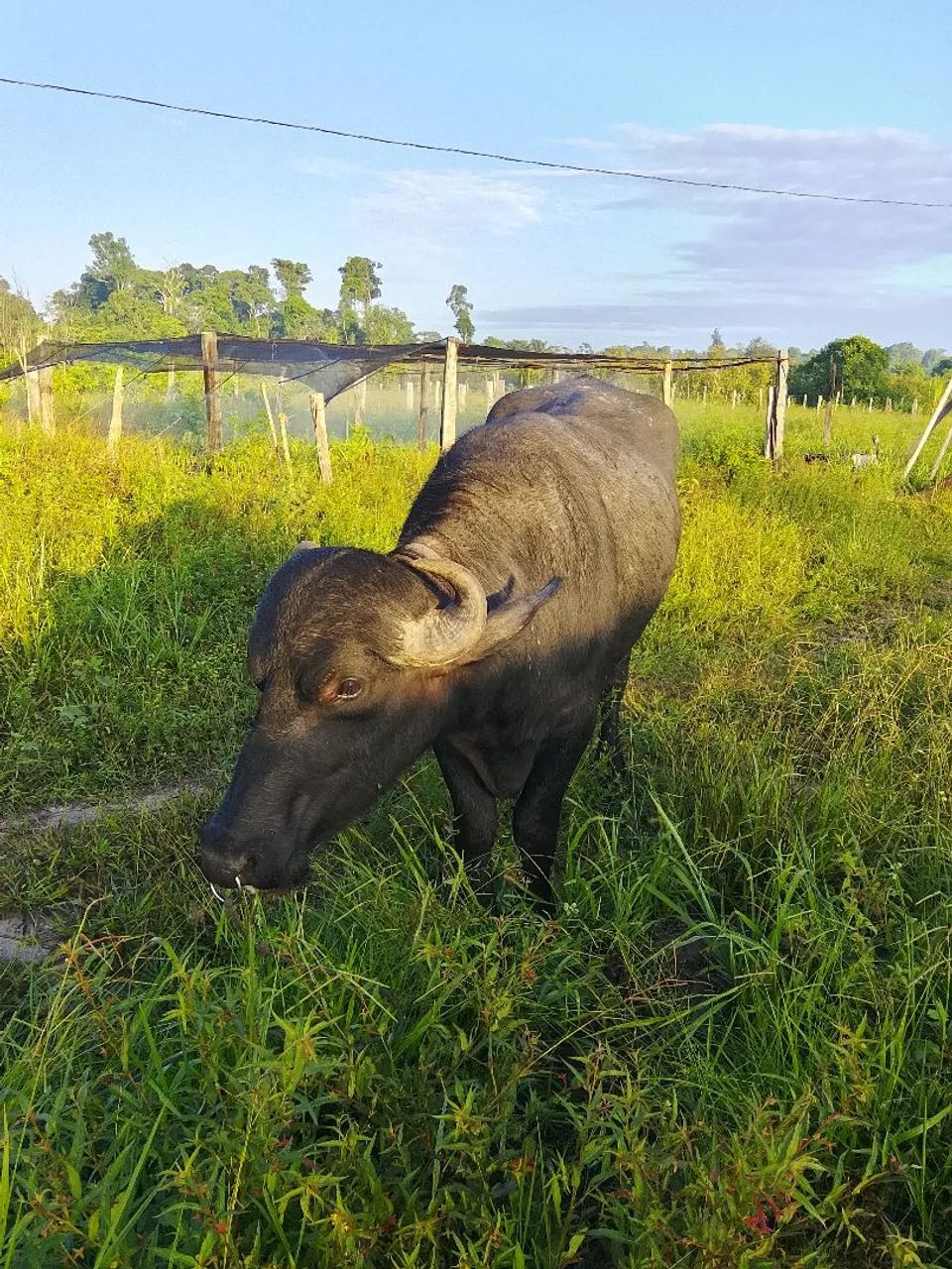 Búfalo com carroça valor 8 mil - Foto 2