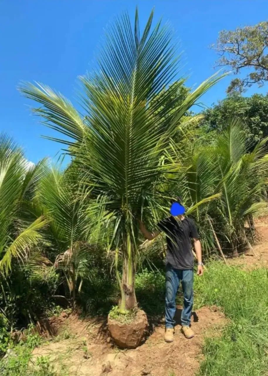 FRUTIFERAS,PALMEIRAS,COCO ANÃO,ORNAMENTAIS 