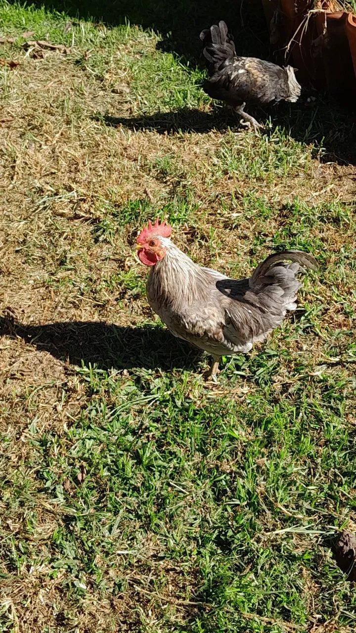 Garnizé 