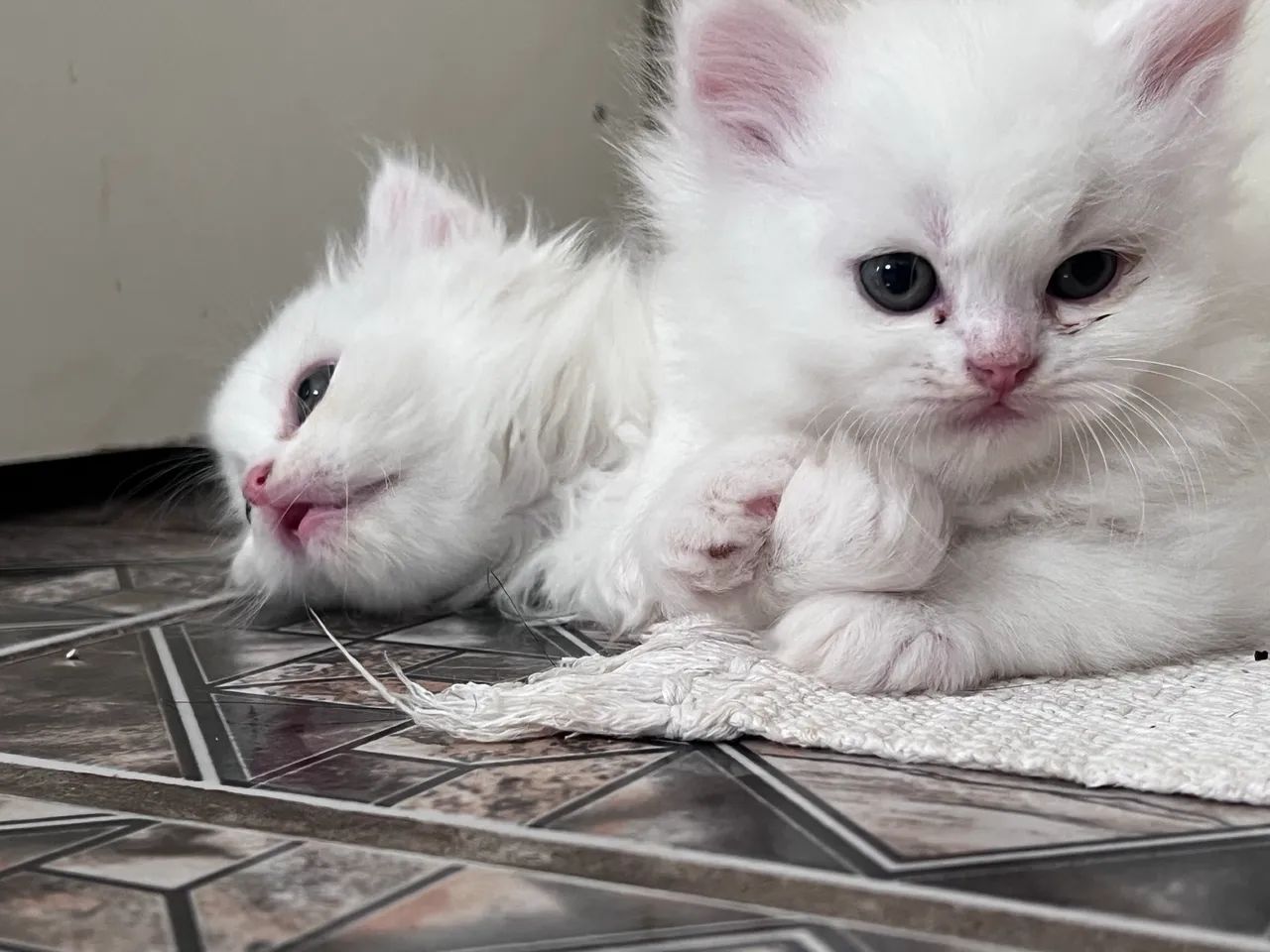 Gato persa  - Foto 3