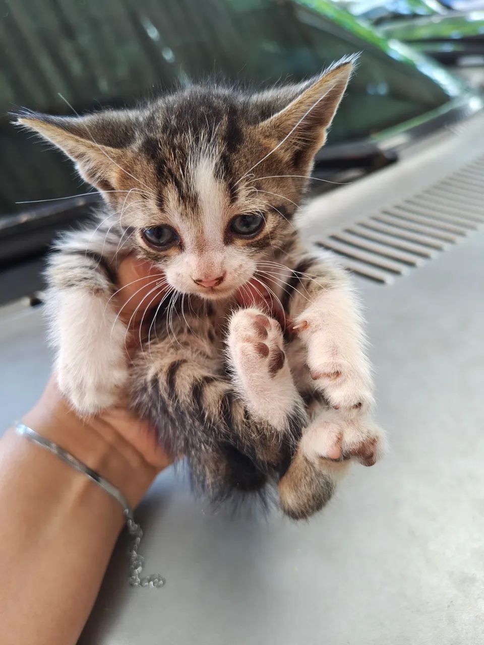 Doação de gatinhos