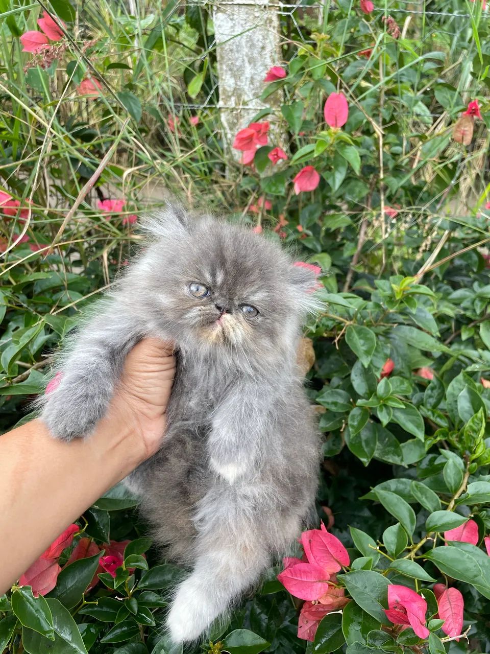 Gatos persas!  - Foto 3