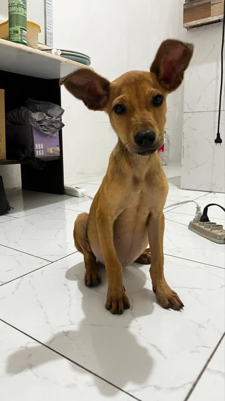 Adoção Responsável  - Foto 3