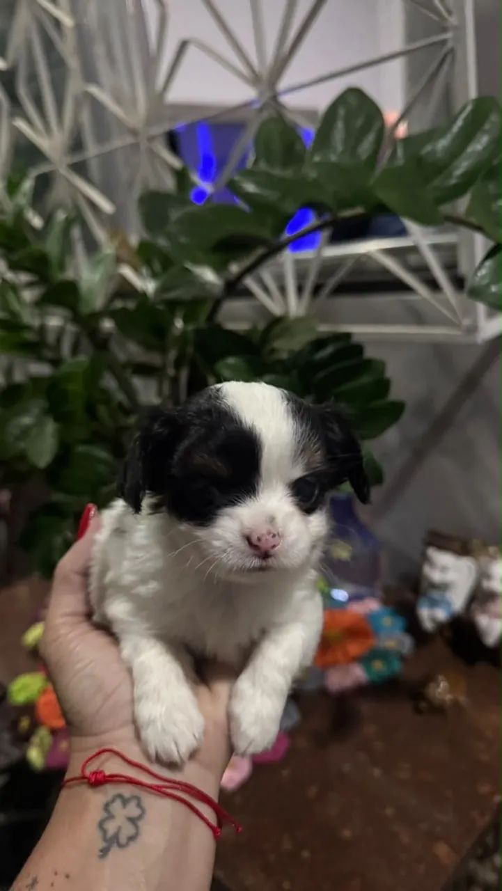 Cachorro  - Foto 2