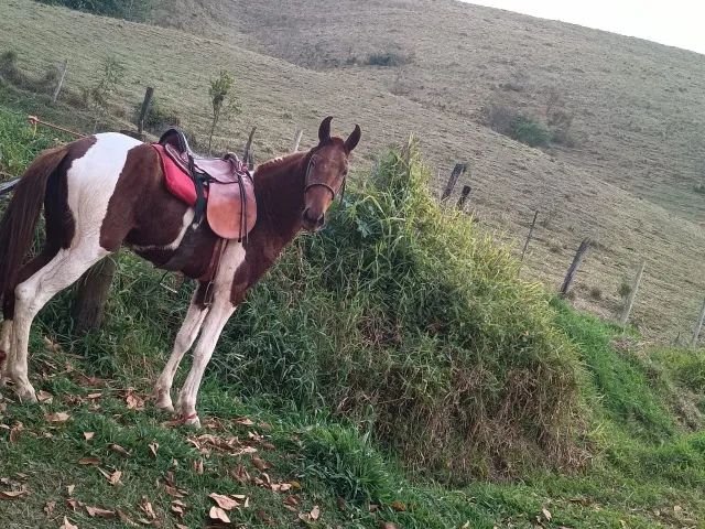 Cavalo pampa garanhão 