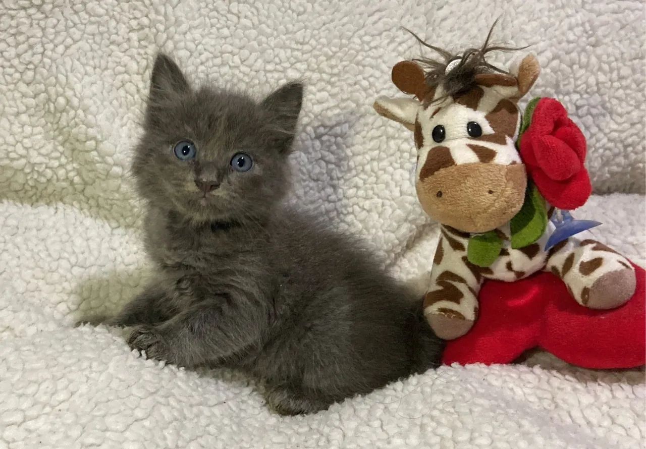 Nebelung machinho disponível 