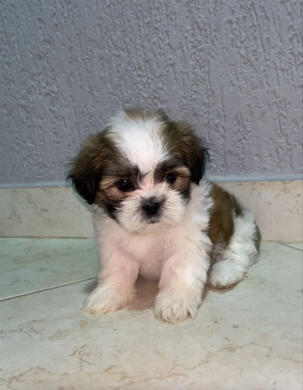 Vendo Shih Tzu - Foto 6