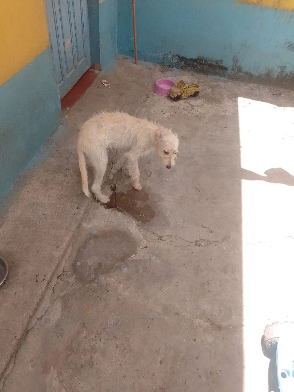 Cachorro para doação  - Foto 5