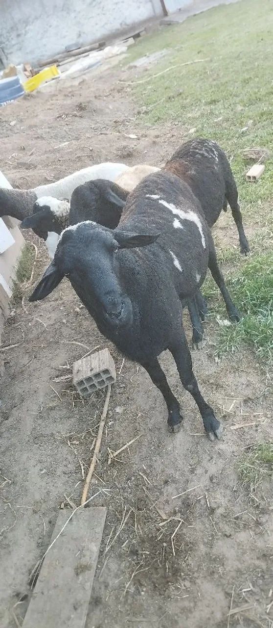 Carneiro ireprodutor  - Foto 2