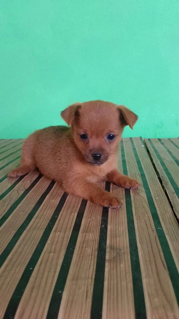 Filhotes de pinscher