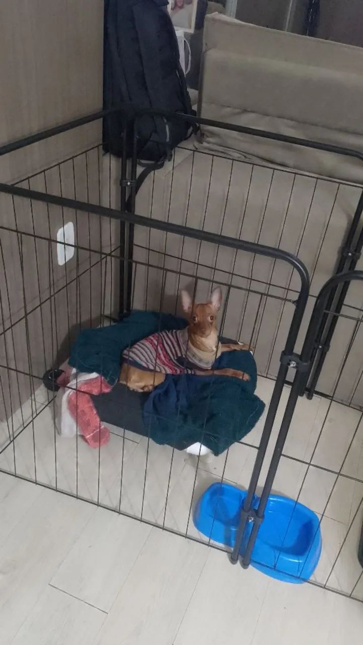 Vendo pinscher 11 meses  - Foto 4
