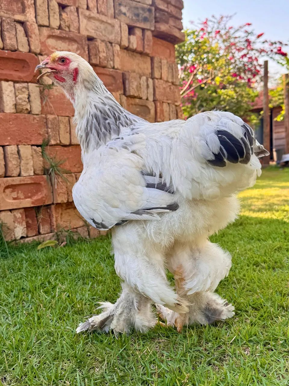 Frango Brahma Light  - Foto 4