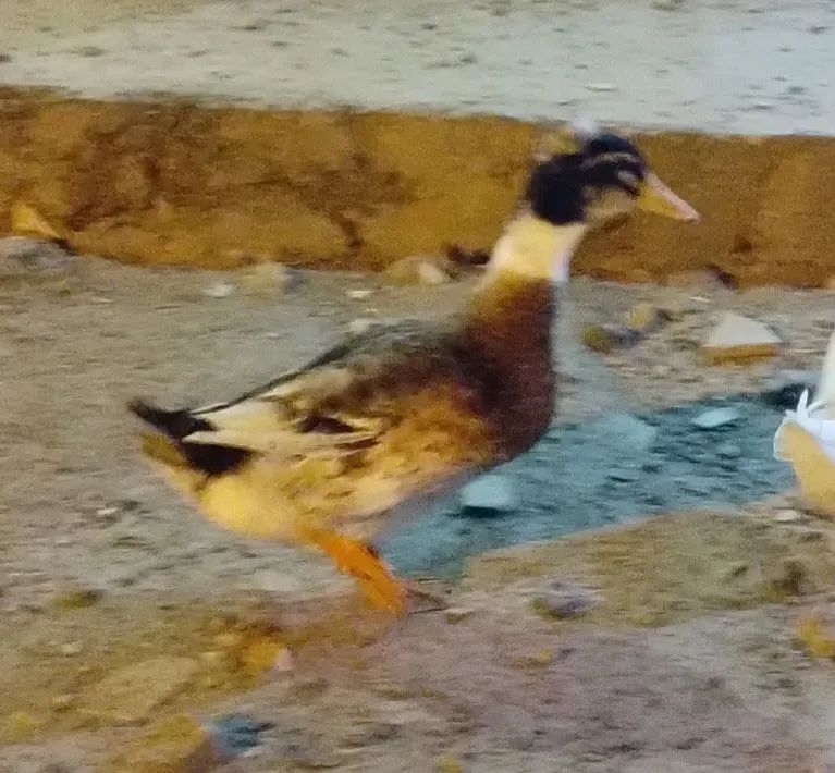 Marreco Macho Rowem de  Pom Pom Gigante no precinho só neste mês do consumidor - Foto 3