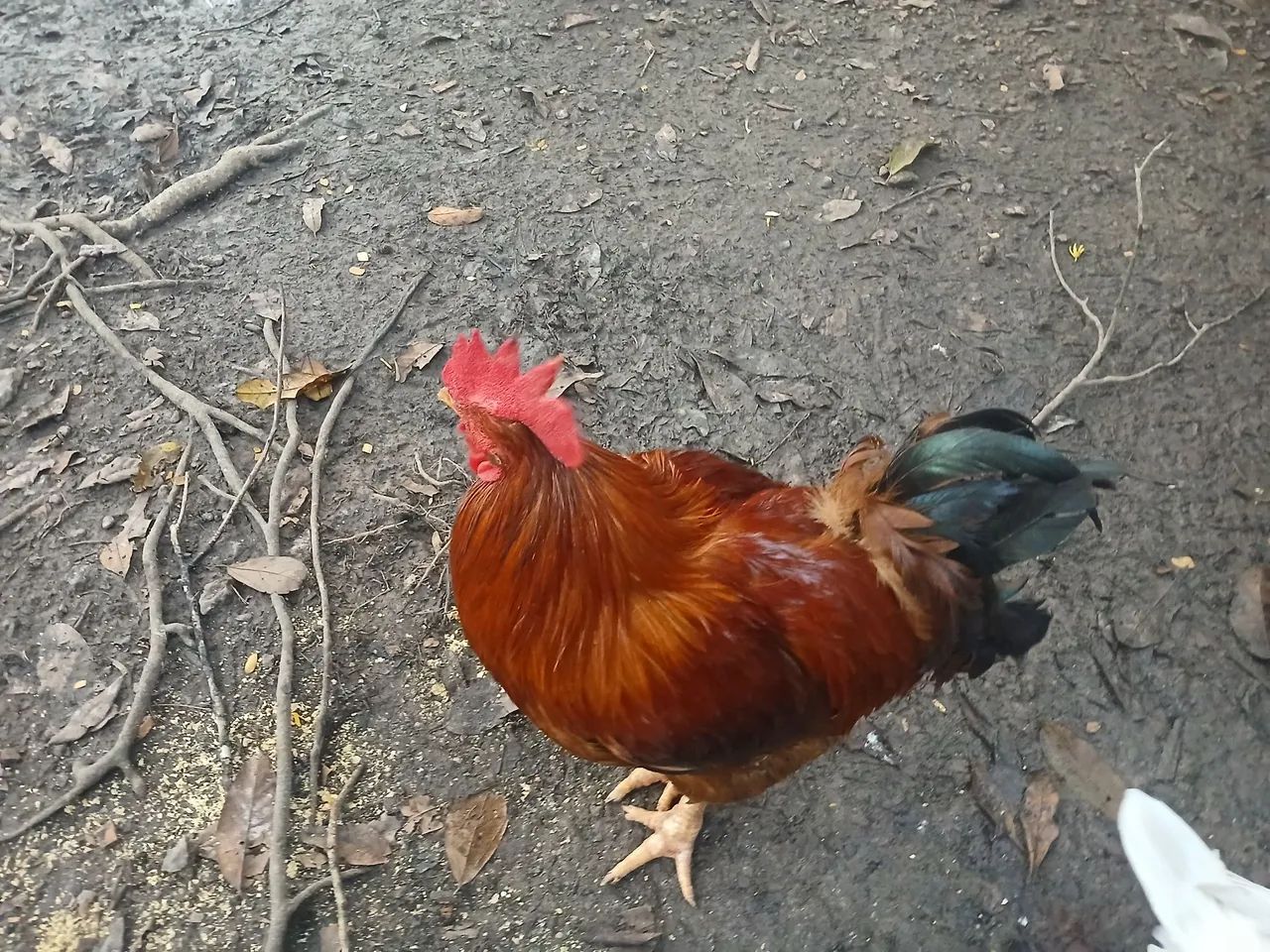 Galos e Patos 
