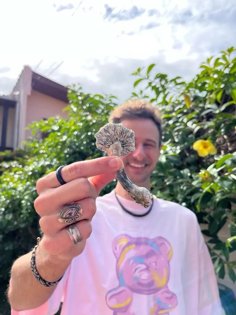 Psilocybe Cubensis - Foto 2