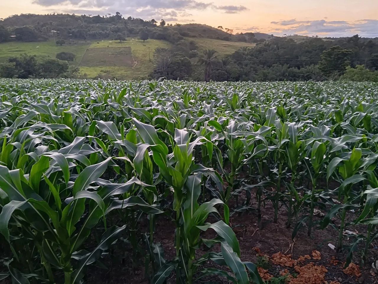 Silagem de milho  - Foto 2