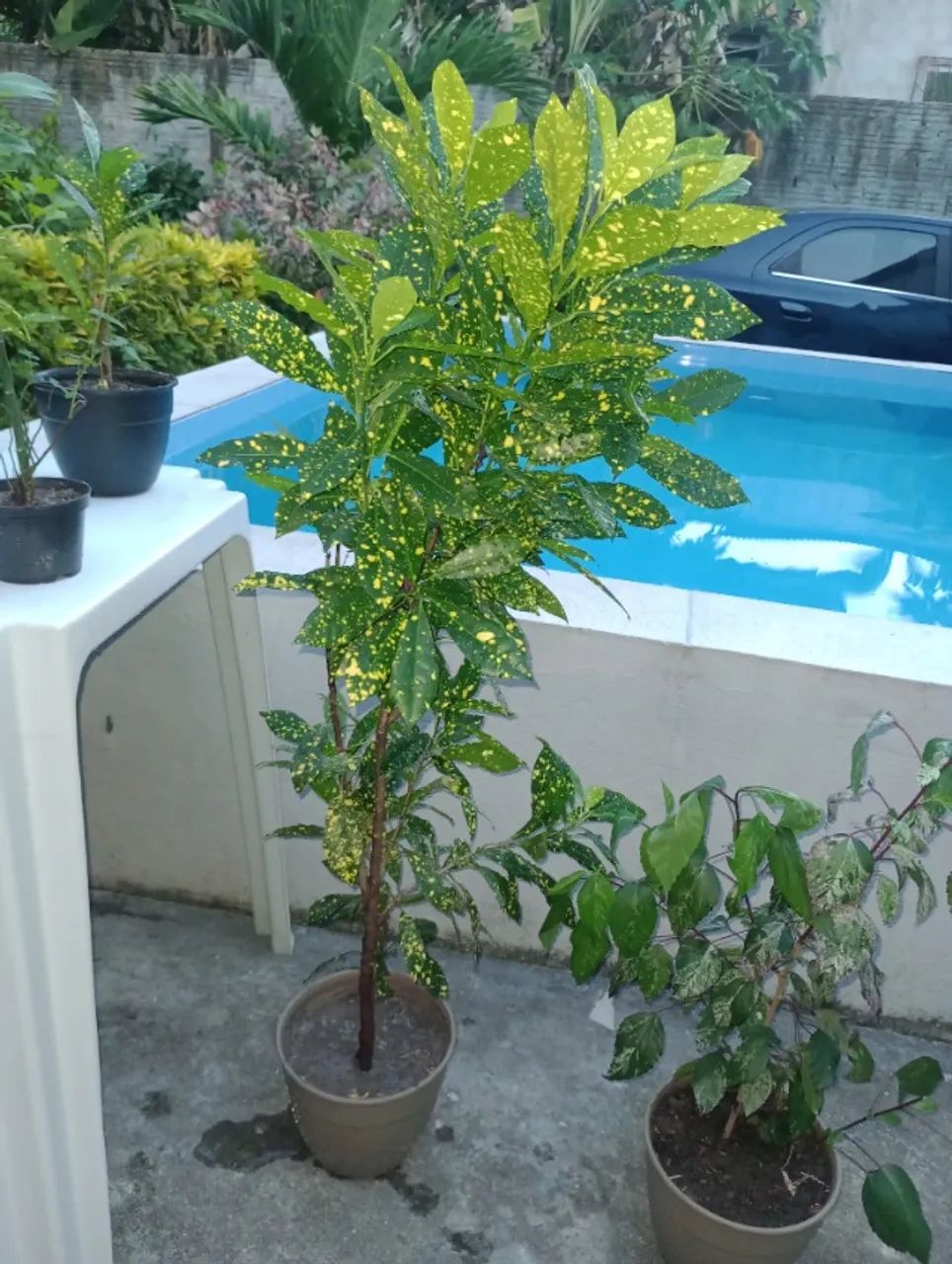 Plantas