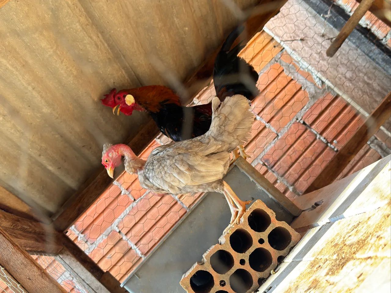 Galinhas garnisés  - Foto 3