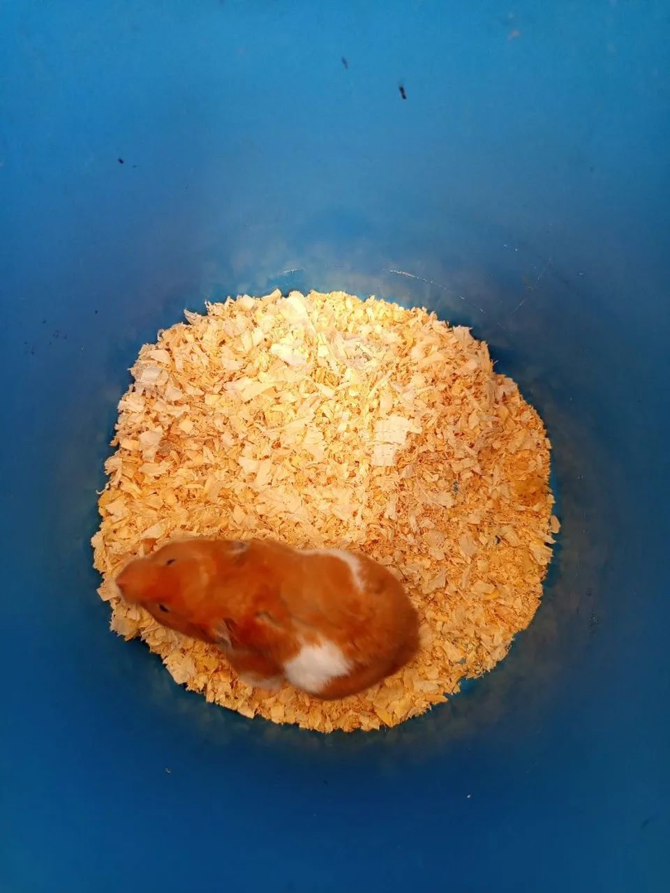 Hamster sírio  - Foto 2