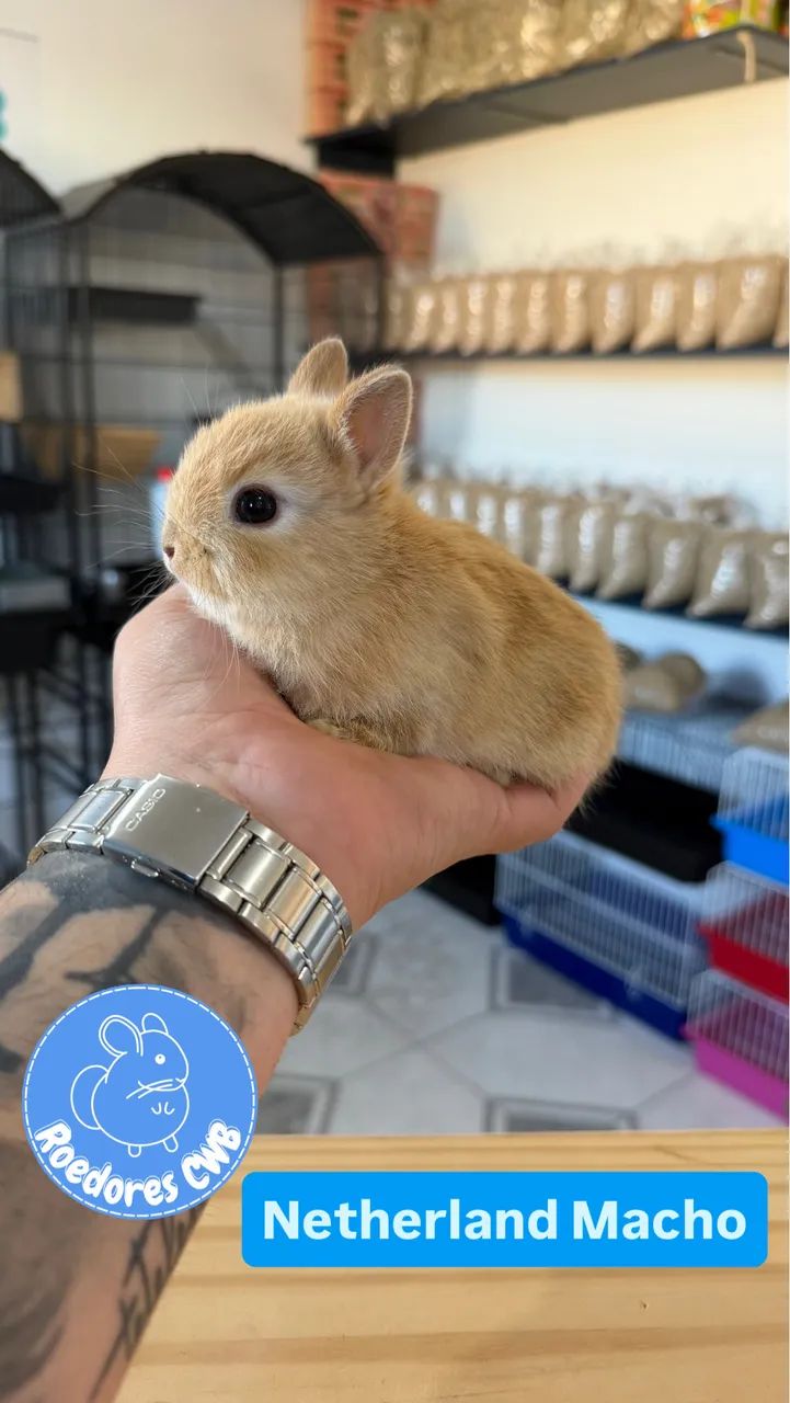 Mini coelhos (Roedores CWB) 