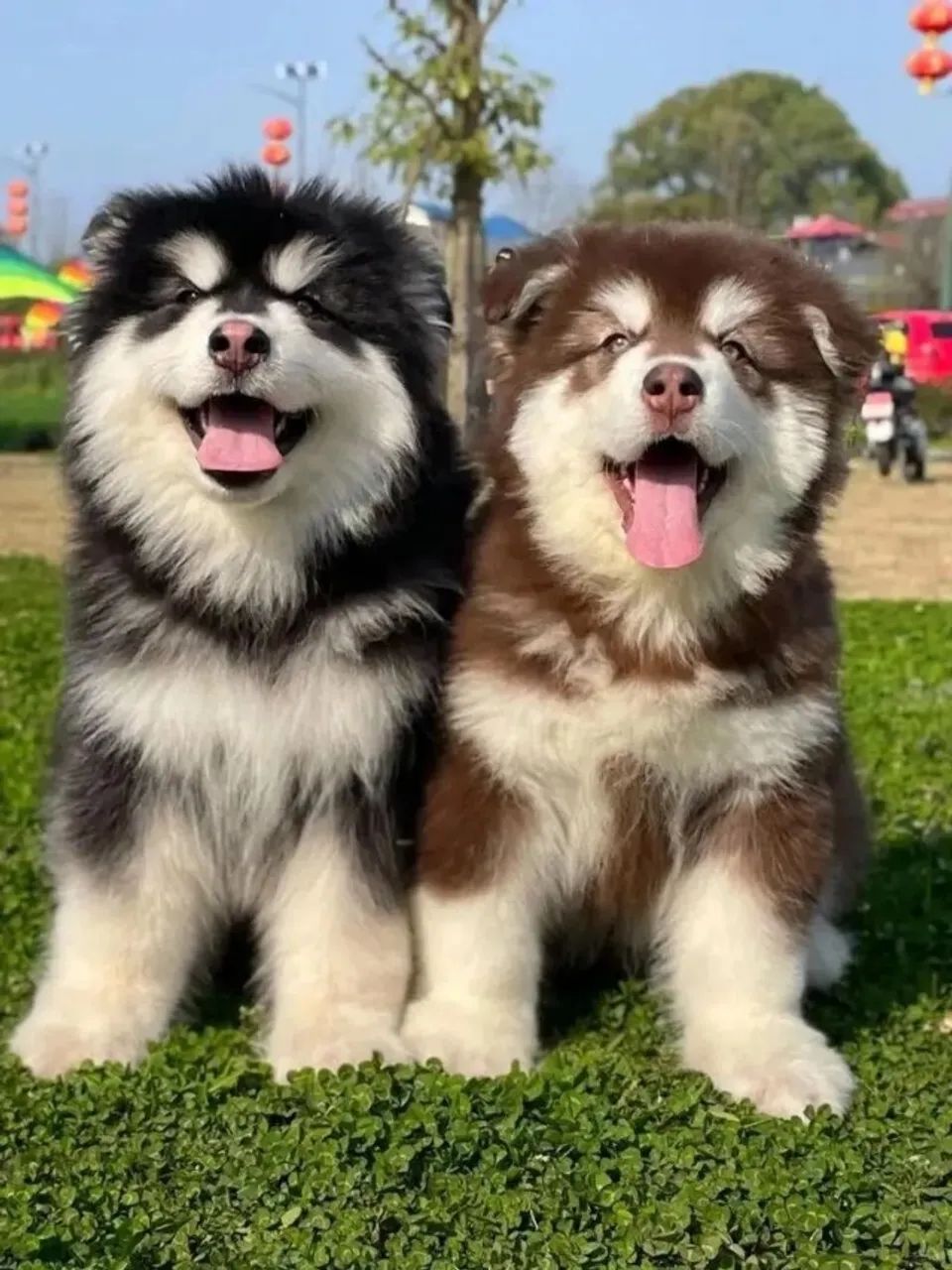 Husky Siberiano  - Foto 2