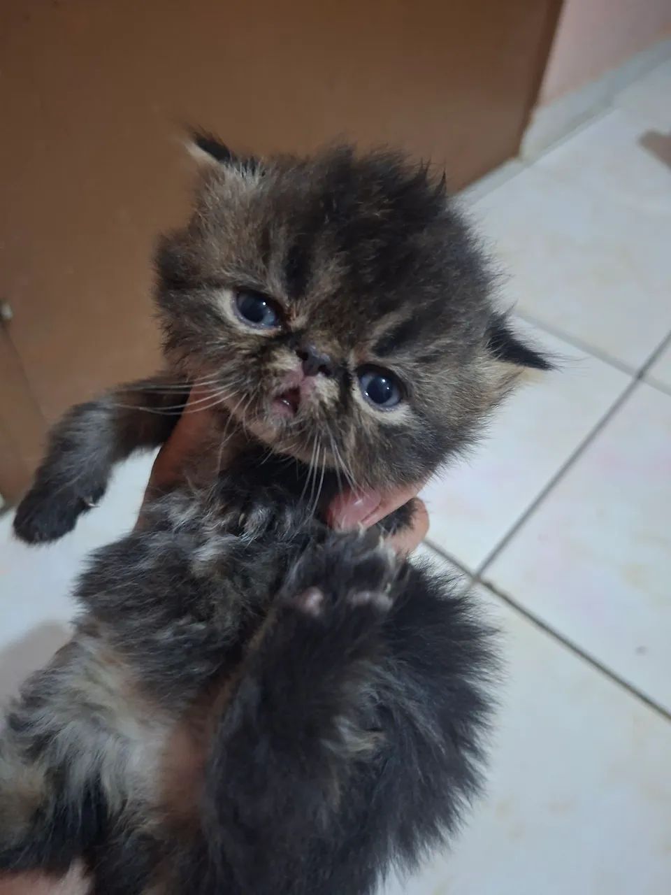 Vende-se filhote de gato persa macho pv  - Foto 6