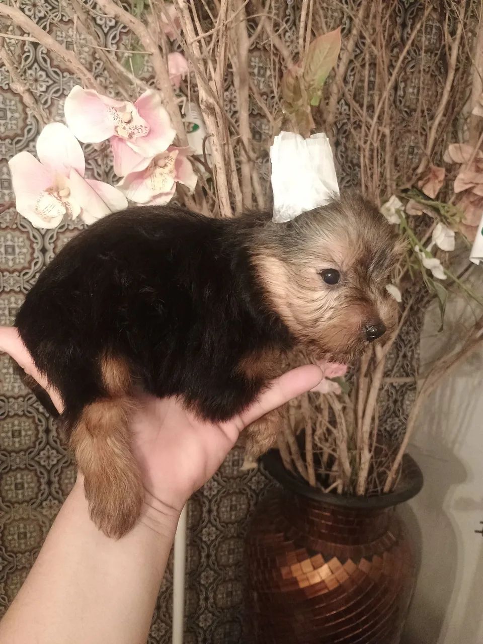 yorkshire terrier macho - Foto 4