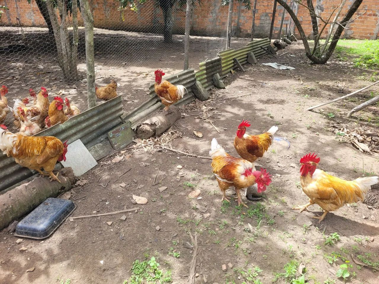 Galos a venda  - Foto 3