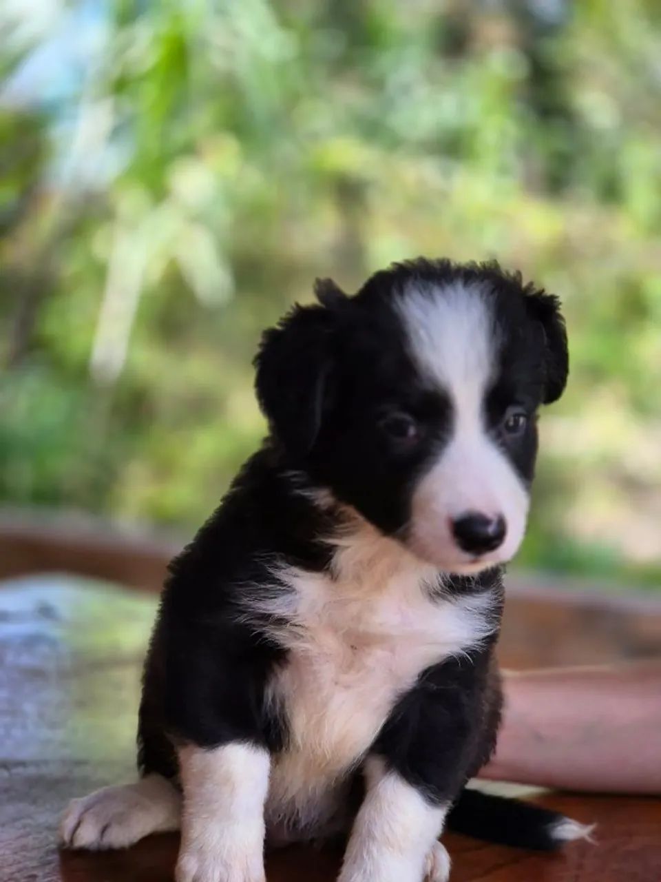 SEMPRE SONHOU EM TER UM BORDER COLLIE? ESSA É A SUA OPORTUNIDADE! - Foto 2